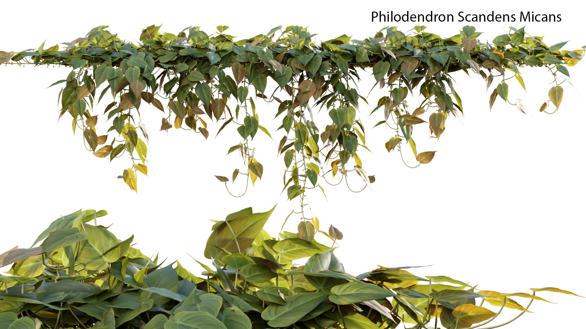 Philodendron Scandens Micans 3D https://p.turbosquid.com/ts-thumb/S7/Yk26vy/CQ/philodendron_scandens_micans_01_01/jpg/1626029405/1920x1080/fit_q87/6513437af1a68afbbd098e00f1344fe1e912405e/philodendron_scandens_micans_01_01.jpg
