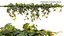 Philodendron Scandens Micans