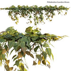 Philodendron Scandens Micans 3D
