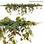 Philodendron Scandens Micans