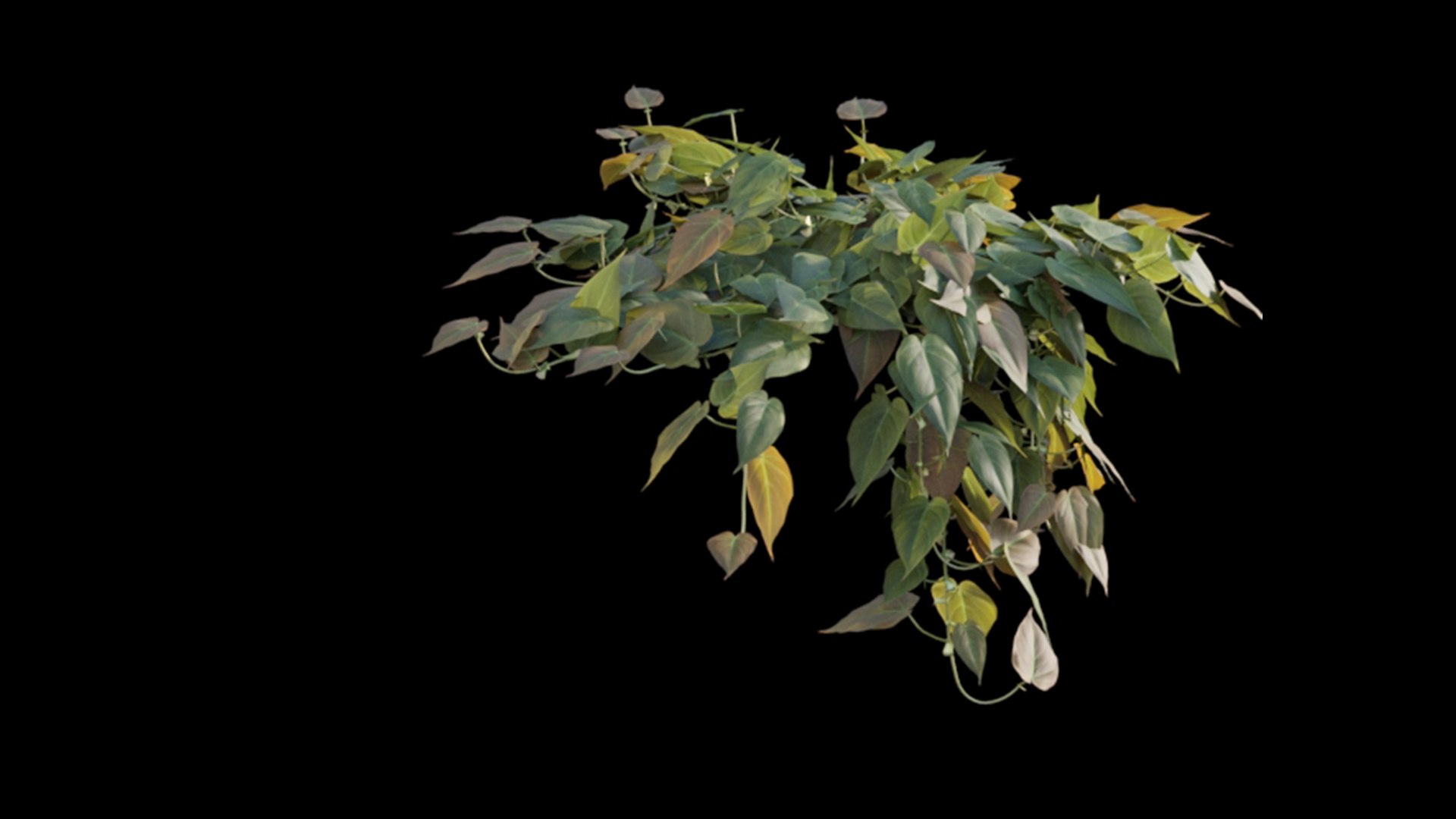 Philodendron Scandens Micans 3D https://p.turbosquid.com/ts-thumb/S7/Yk26vy/Pv/philodendron_scandens_micans_01_06/jpg/1626029404/1920x1080/fit_q87/a8b976fcc545db2fde00a3fd457946403852a733/philodendron_scandens_micans_01_06.jpg