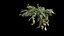 Philodendron Scandens Micans
