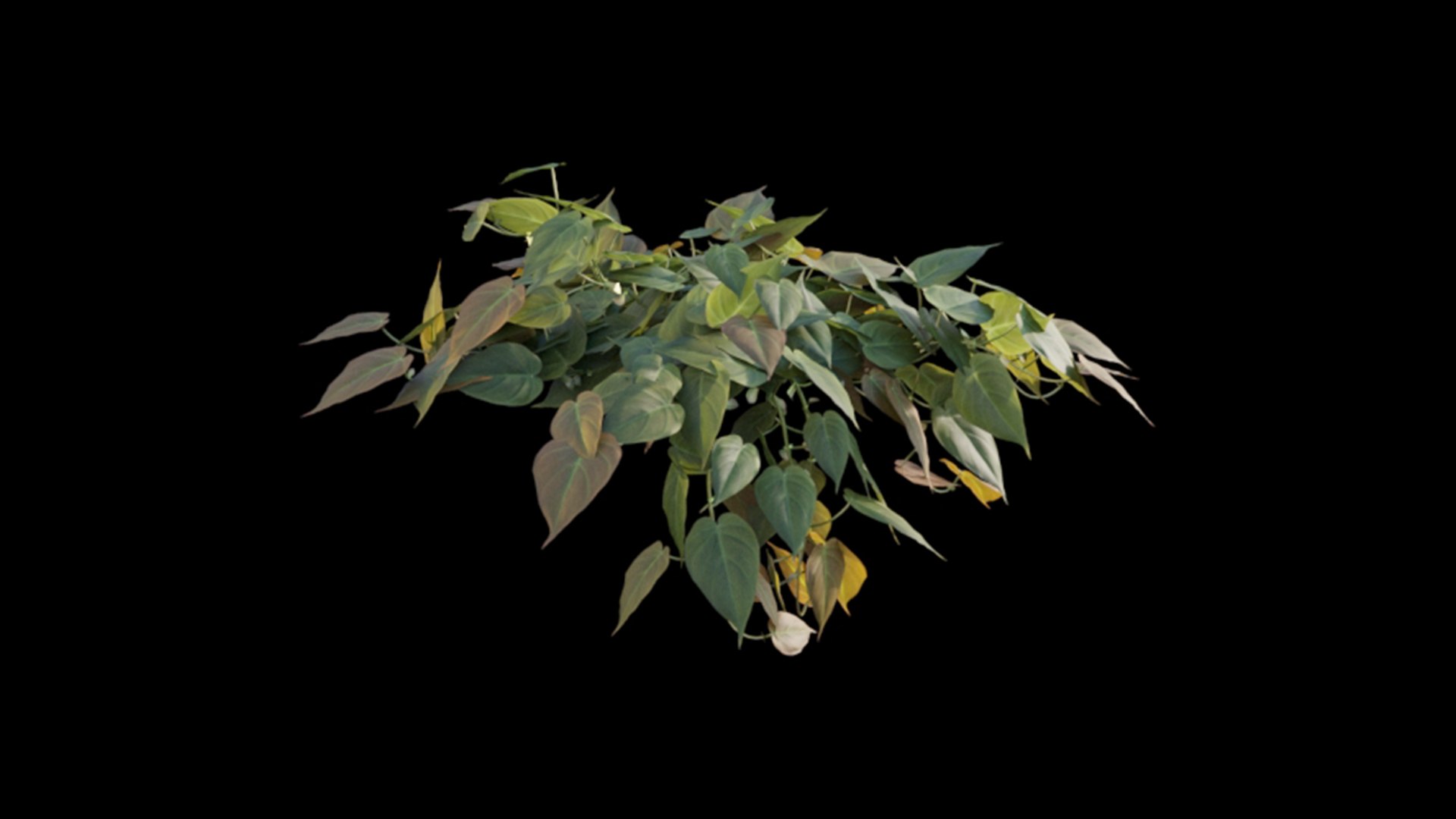 Philodendron Scandens Micans 3D https://p.turbosquid.com/ts-thumb/S7/Yk26vy/gO/philodendron_scandens_micans_01_04/jpg/1626029407/1920x1080/fit_q87/e89f01c6709cb8eb8cd667519c837968a9137f93/philodendron_scandens_micans_01_04.jpg