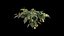 Philodendron Scandens Micans