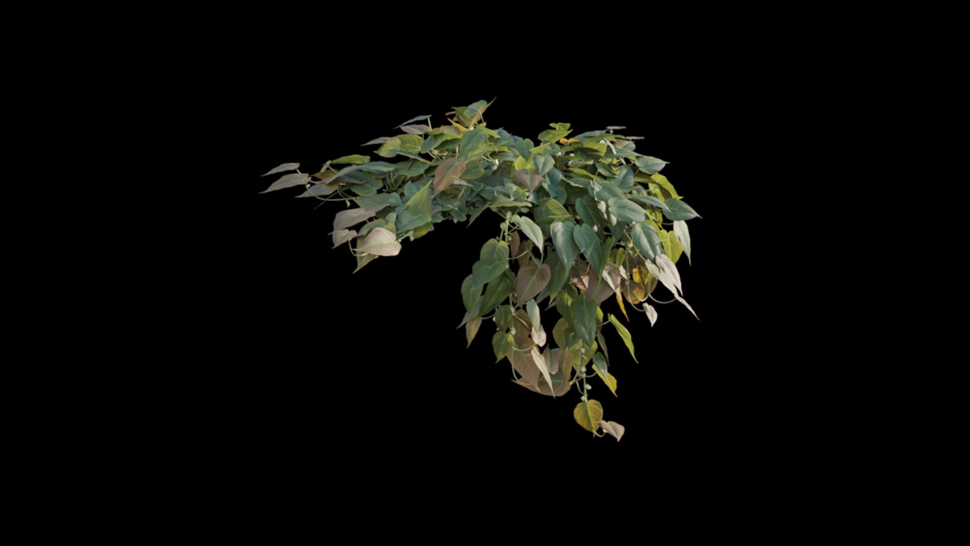 Philodendron Scandens Micans 3D https://p.turbosquid.com/ts-thumb/S7/Yk26vy/sv/philodendron_scandens_micans_01_03/jpg/1626029403/1920x1080/fit_q87/81ae28b3bd108ee4ea7bc05e11d66172418f2da0/philodendron_scandens_micans_01_03.jpg