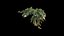 Philodendron Scandens Micans