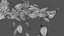 Philodendron Scandens Micans