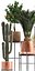 Collection of plants in copper pots