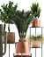 Collection of plants in copper pots
