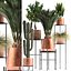 Collection of plants in copper pots