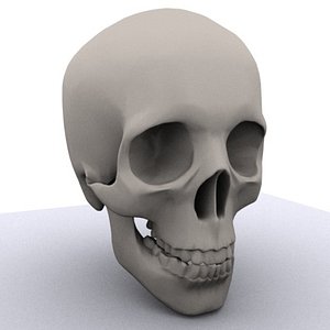 Skull