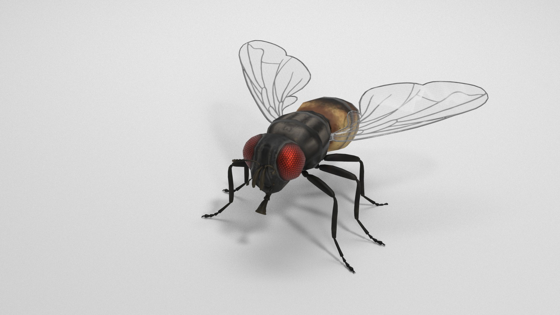Housefly 3D model https://p.turbosquid.com/ts-thumb/S7/l2rKRf/0Z/turntable/jpg/1636555700/1920x1080/turn_fit_q99/e06121f7fa958e164c575323198ccd6f2d1c296c/turntable-1.jpg