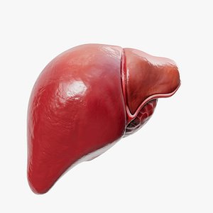 3D model Human Liver