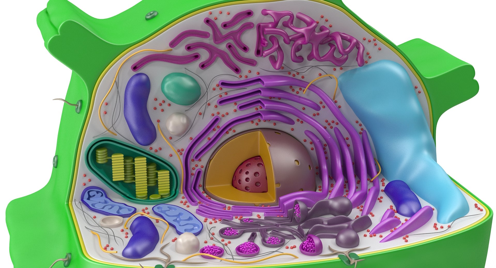 3d Model Of Plant Cell