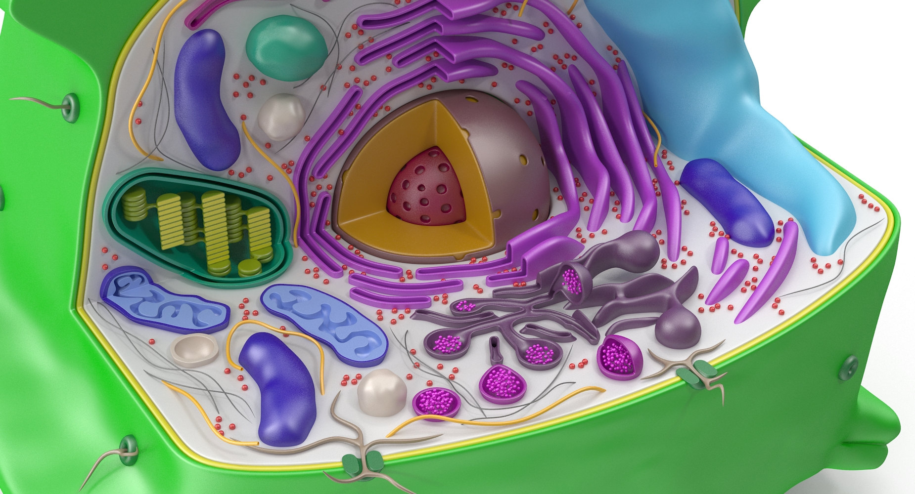 3d model of plant cell