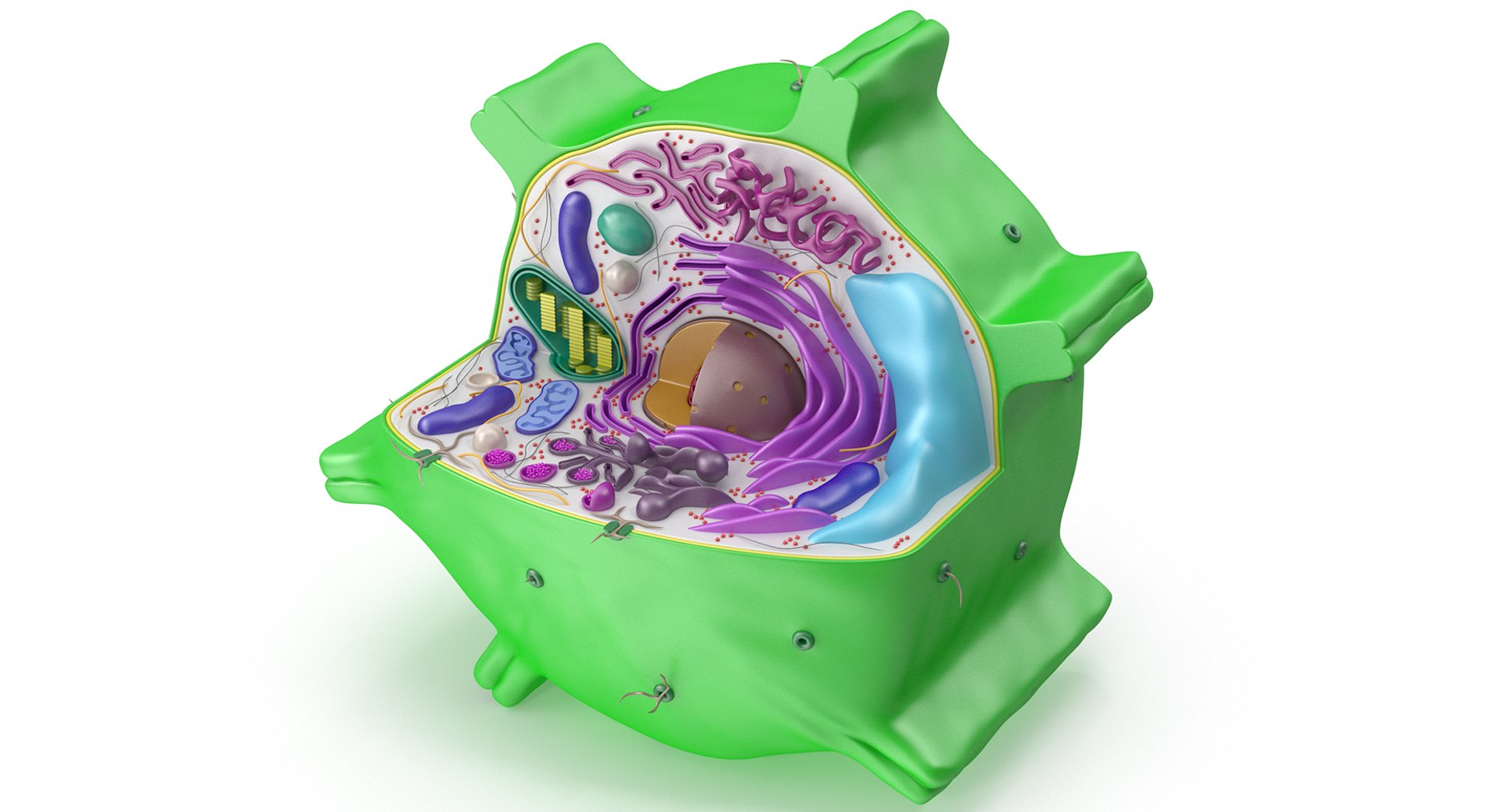 3d Model Of Plant Cell