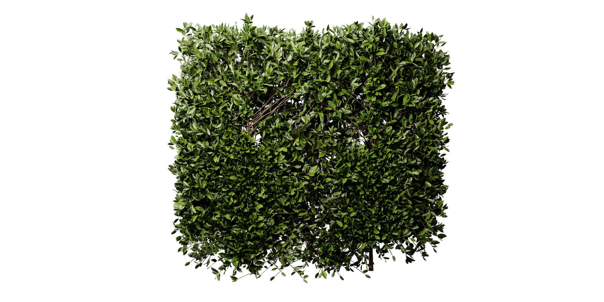 3D Collection plant vol 546 - blender model model https://p.turbosquid.com/ts-thumb/S8/17yjBQ/5C/2/jpg/1699374396/1920x1080/fit_q87/d5b0419549a547c5c9d00b2ae9c44b809cf85331/2.jpg