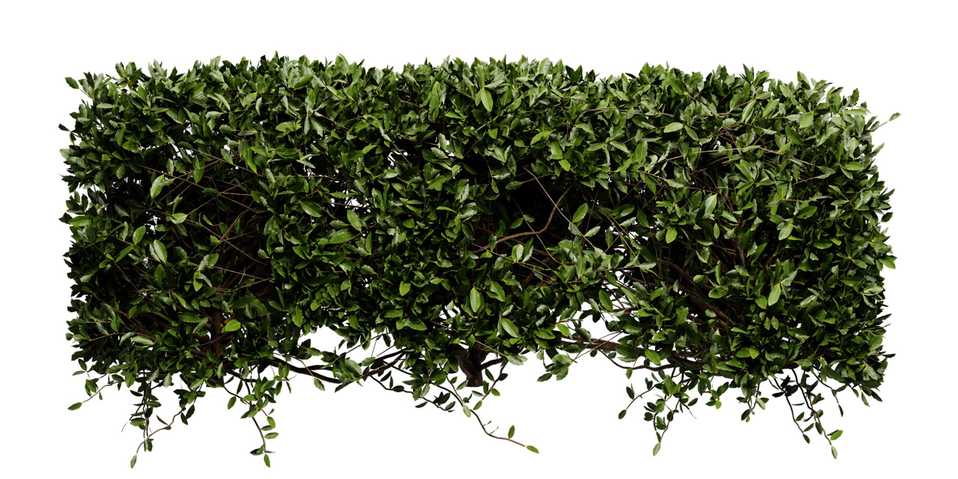 3D Collection plant vol 546 - blender model model https://p.turbosquid.com/ts-thumb/S8/17yjBQ/UY/5/jpg/1699374391/1920x1080/fit_q87/ca54cba44bcb0d81531c32c0d424d6bae2779946/5.jpg