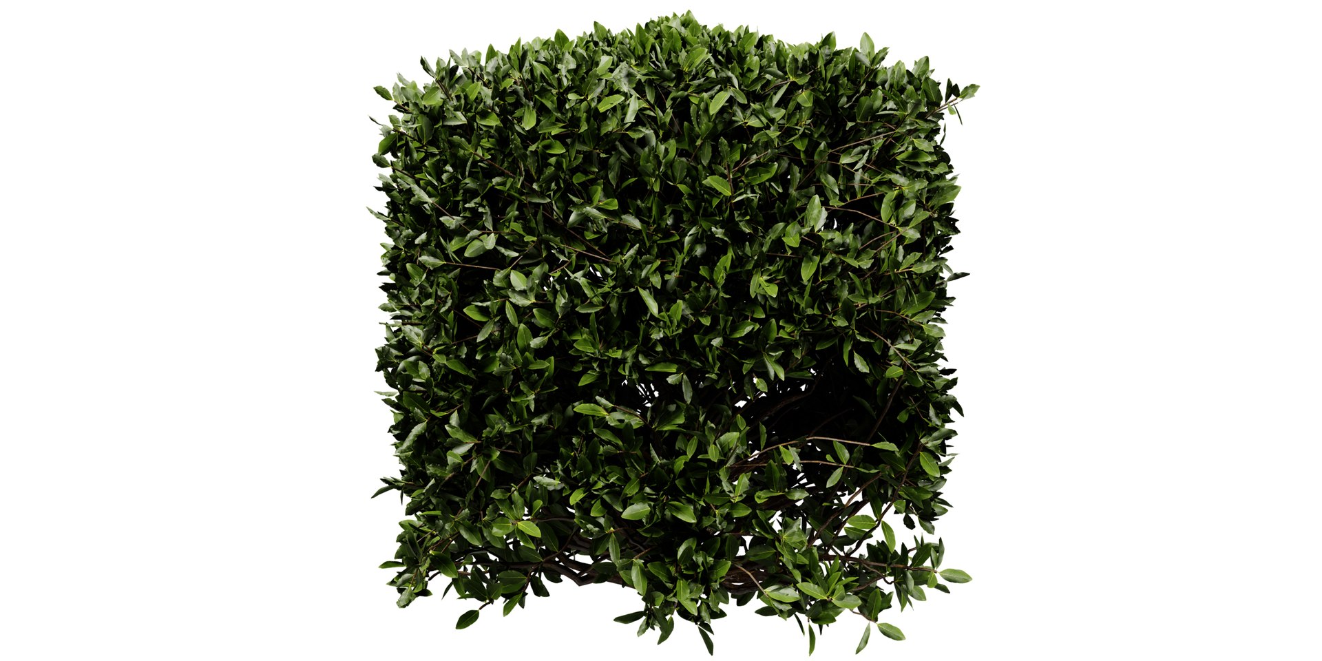 3D Collection plant vol 546 - blender model model https://p.turbosquid.com/ts-thumb/S8/17yjBQ/id/6/jpg/1699374392/1920x1080/fit_q87/10e1712950bcebdc6afd243a608b2709be11e19f/6.jpg