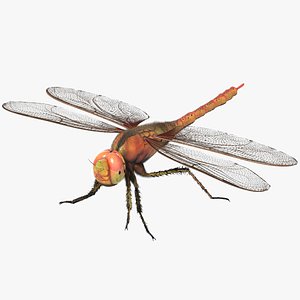 3d model rigged dragonfly