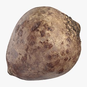 beetroot beet root 3D model