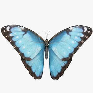 3D Morpho Peleides Butterfly model