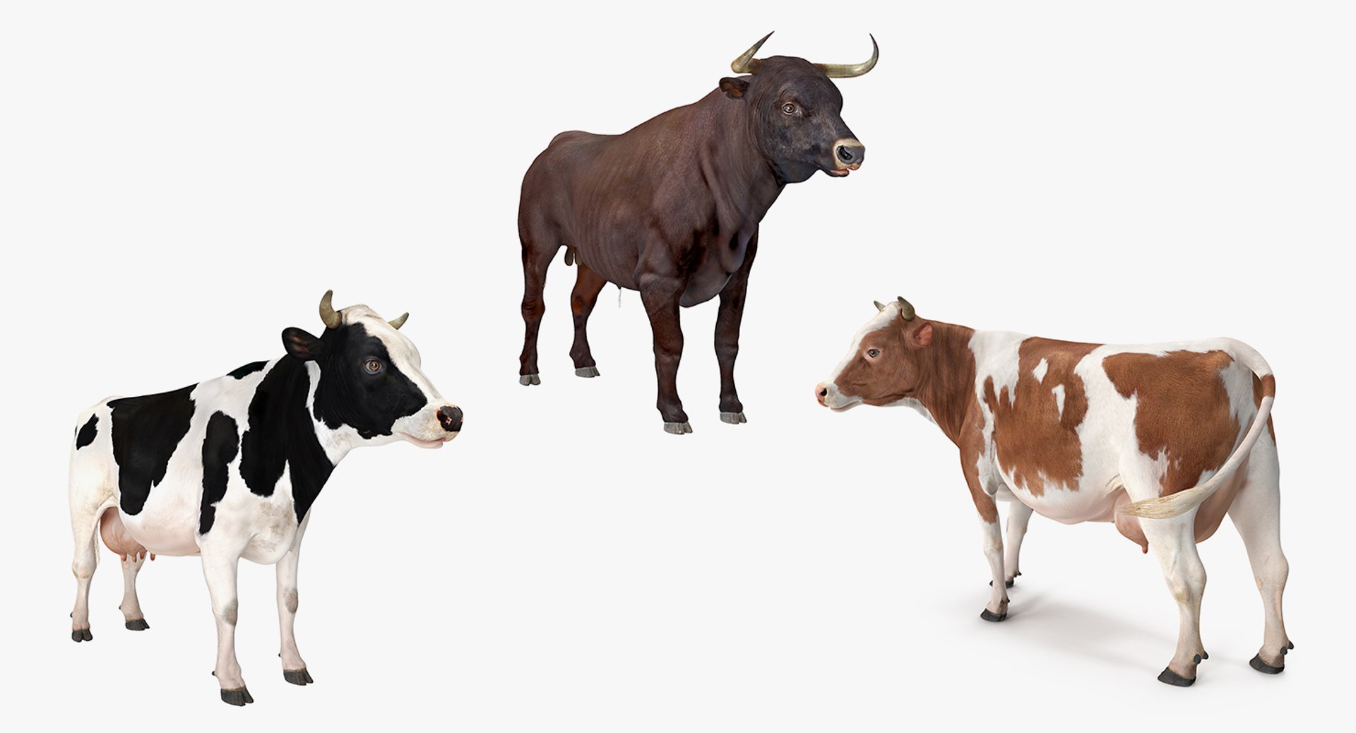 Bull and Cows Rigged Collection for Maya 3D model preview