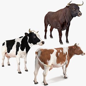 bull cows rigged model