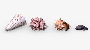 seashell photorealistic 3D