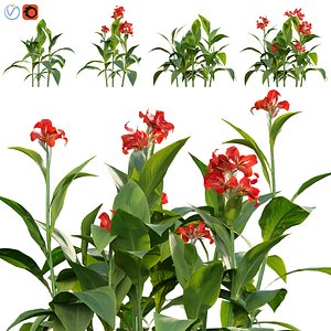3D model Canna - canna lily-01
