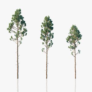 3D model Tall Pine Trees
