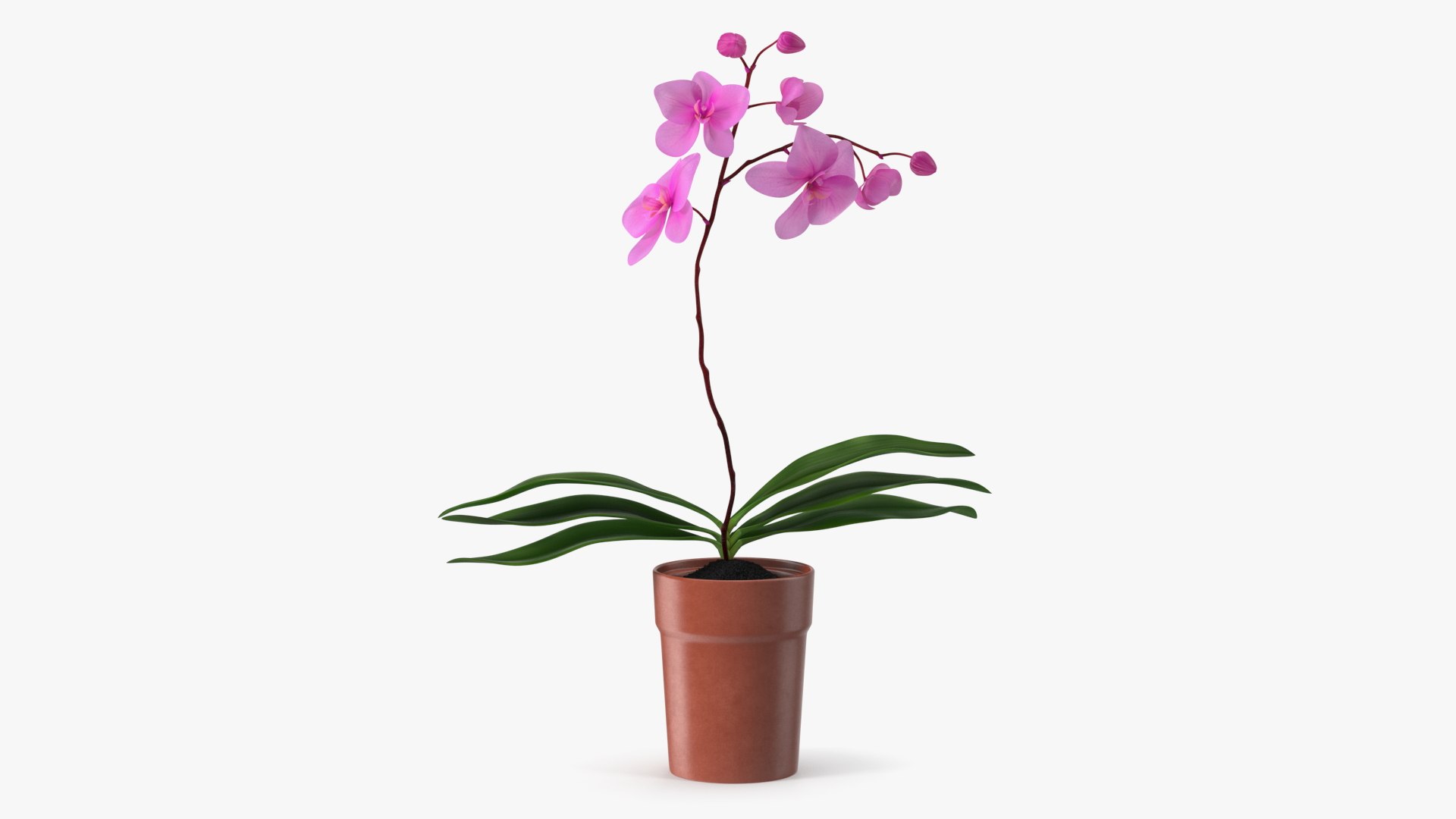 Pink Orchid Terracotta Pot 3D model preview
