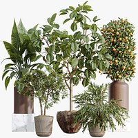 AV Indoor Plants Set 519 Orange Tree Ficus Marginata Alocasia Areca Palm Olive
