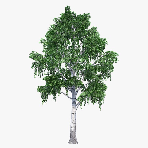 Birch Tree 01 3D model