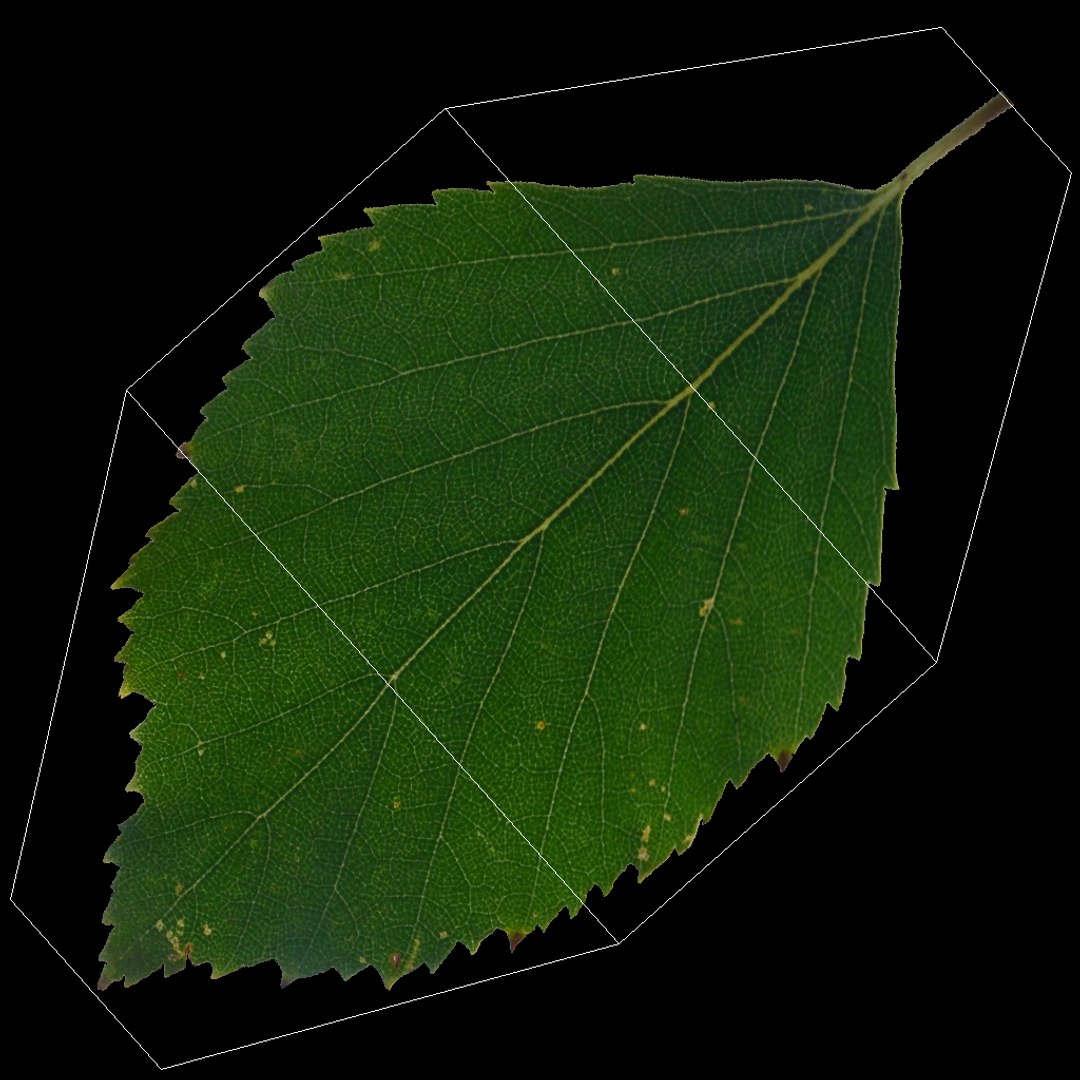 Birch Tree 01 3D Model - TurboSquid 1982819