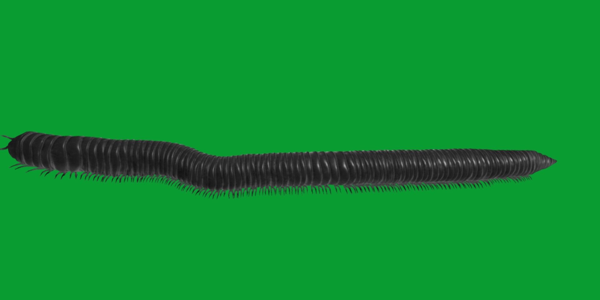 Giant African Millipede model https://p.turbosquid.com/ts-thumb/S9/3IjnfT/2N/giant_african_millipede13/png/1742835755/1920x1080/fit_q87/6f59b7a97b203c3abdd9adc3a380880b15803f70/giant_african_millipede13.jpg