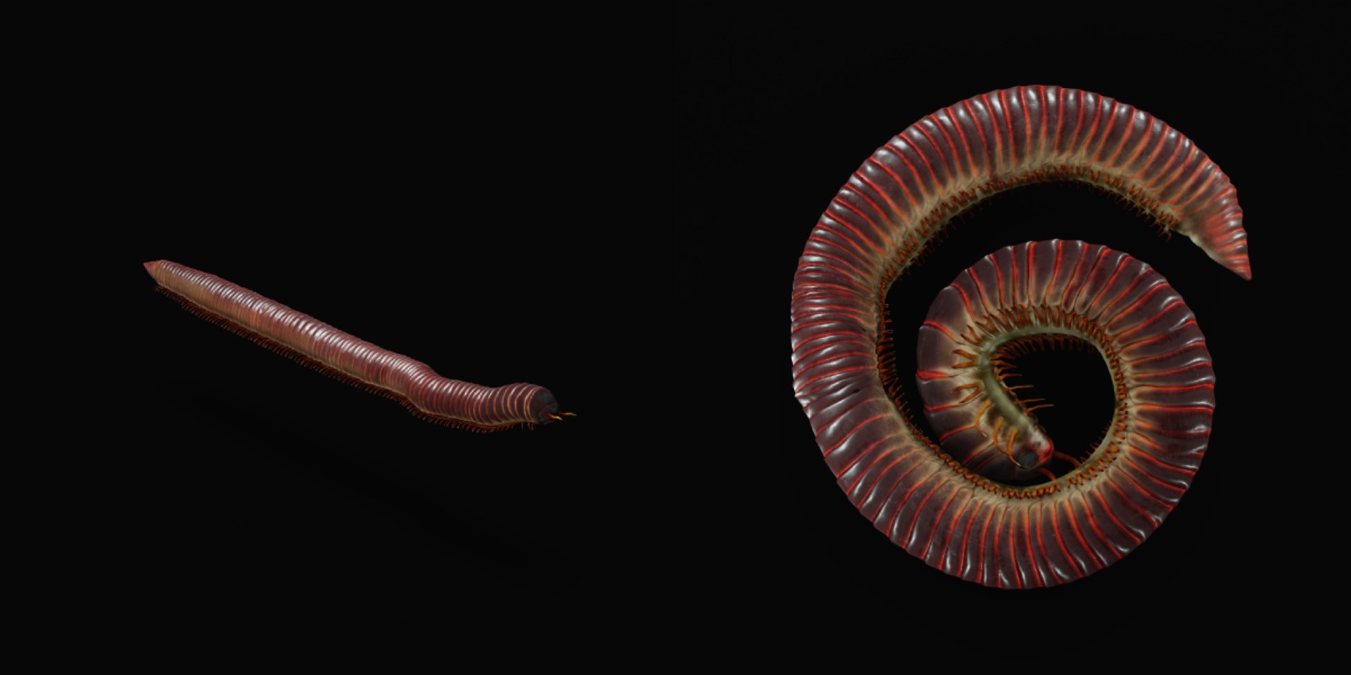 Giant African Millipede model https://p.turbosquid.com/ts-thumb/S9/3IjnfT/2h/giant_african_millipede12/png/1742835754/1920x1080/fit_q87/ee1827be7cd314790703c41fd77a632c6f895734/giant_african_millipede12.jpg