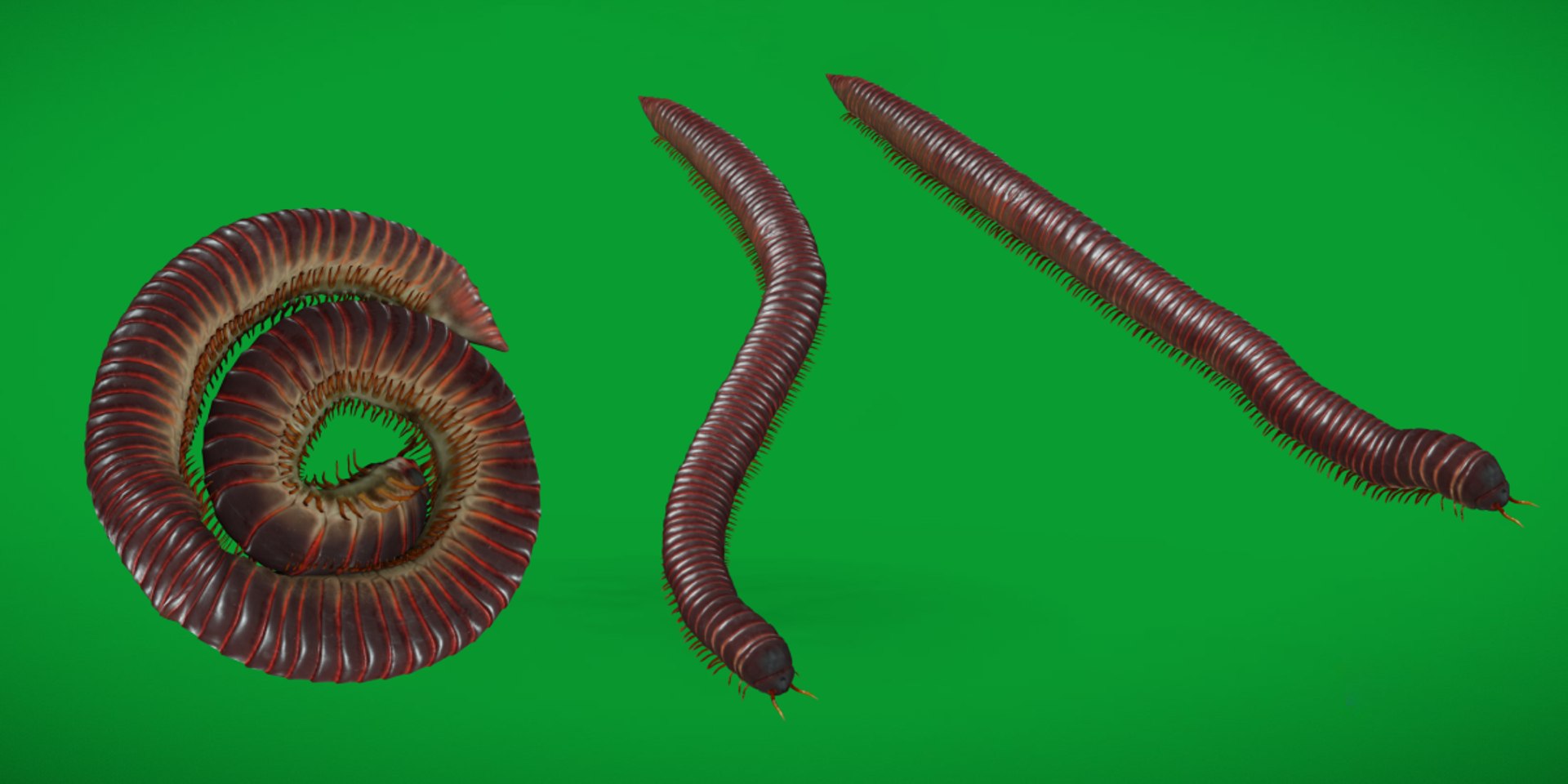 Giant African Millipede model https://p.turbosquid.com/ts-thumb/S9/3IjnfT/55/giant_african_millipedescopy/png/1742835740/1920x1080/fit_q87/7f4dc8d2644fff282099eadd3015c408b9da93e3/giant_african_millipedescopy.jpg