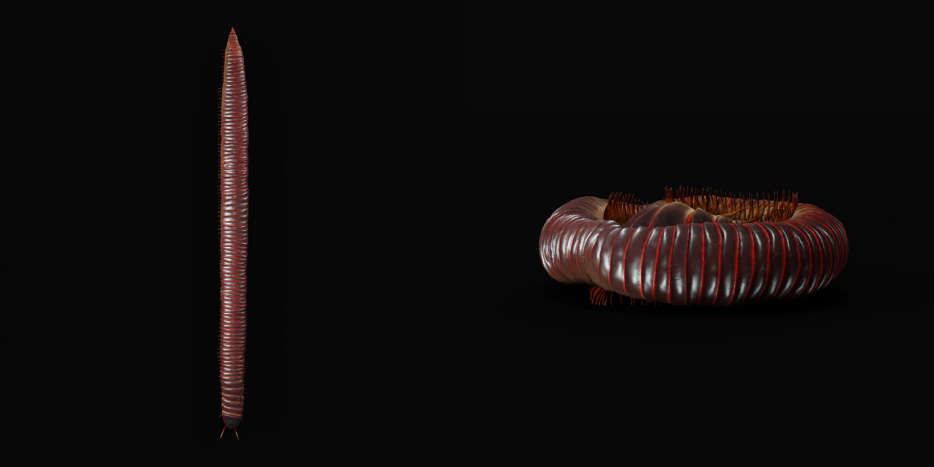Giant African Millipede model https://p.turbosquid.com/ts-thumb/S9/3IjnfT/6R/giant_african_millipede4/png/1742835749/1920x1080/fit_q87/edf740c1cb89d09208859cb0ae9ffb58d4b37479/giant_african_millipede4.jpg