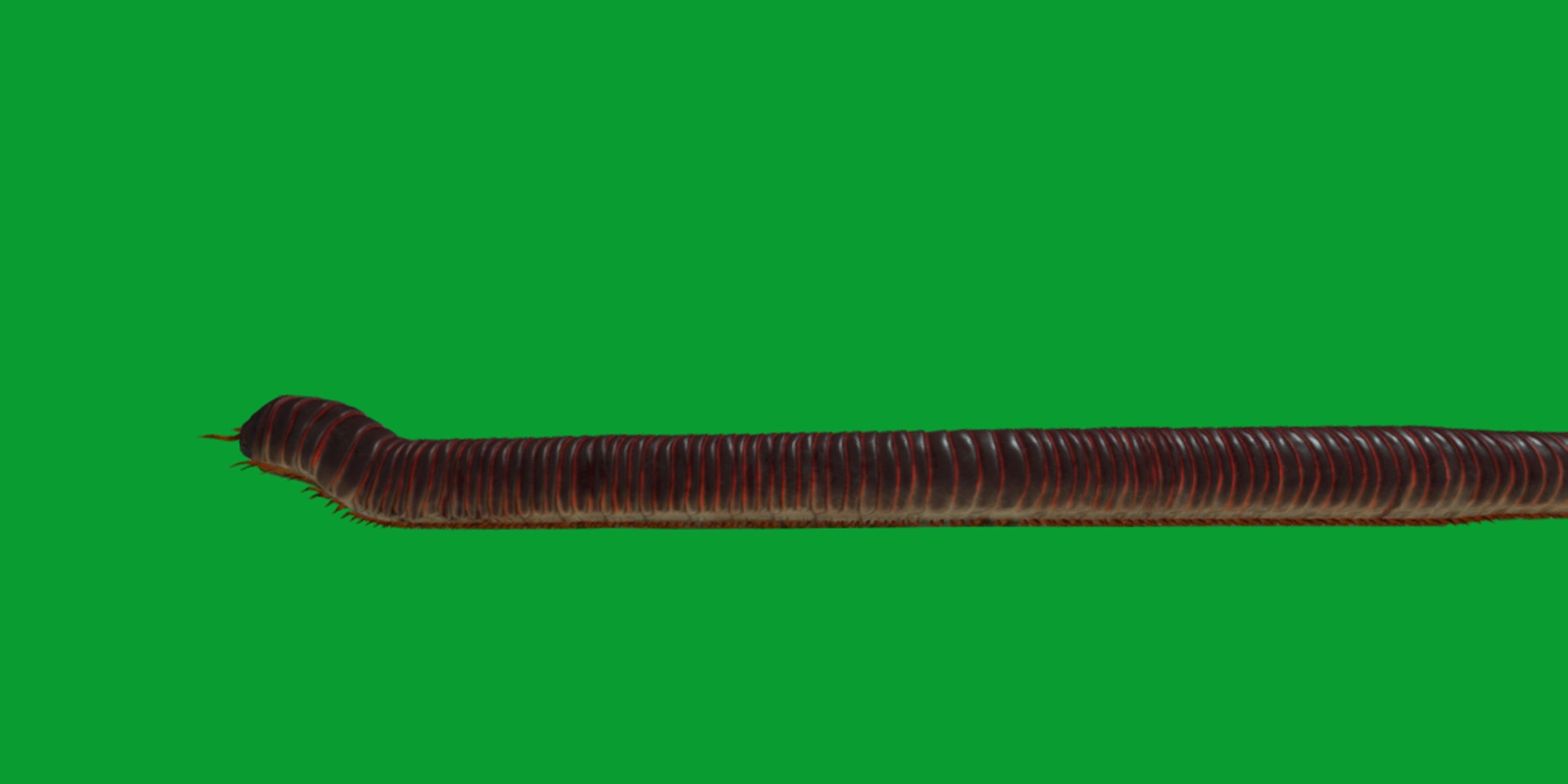 Giant African Millipede model https://p.turbosquid.com/ts-thumb/S9/3IjnfT/TZ/giant_african_millipede22/png/1742835761/1920x1080/fit_q87/8234df72743c32bf05d35c5fc45614d33f5bd32d/giant_african_millipede22.jpg