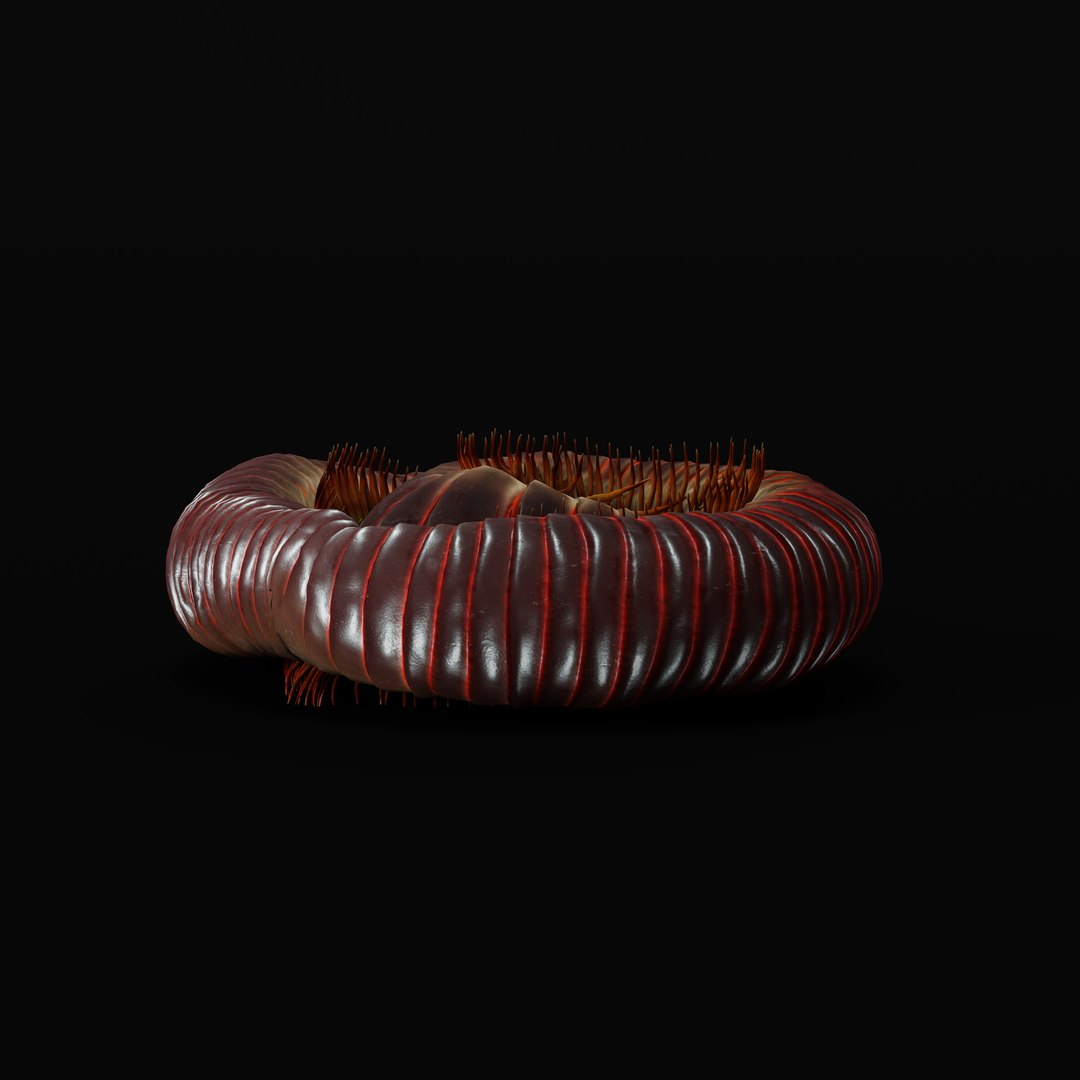 Giant African Millipede model https://p.turbosquid.com/ts-thumb/S9/3IjnfT/Yp/giantafricanmillipederigao_0004/jpg/1742835746/1920x1080/fit_q87/419189a2151a35f3cb44b4fa10bfc79c9187dc59/giantafricanmillipederigao_0004.jpg