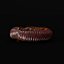 Giant African Millipede model