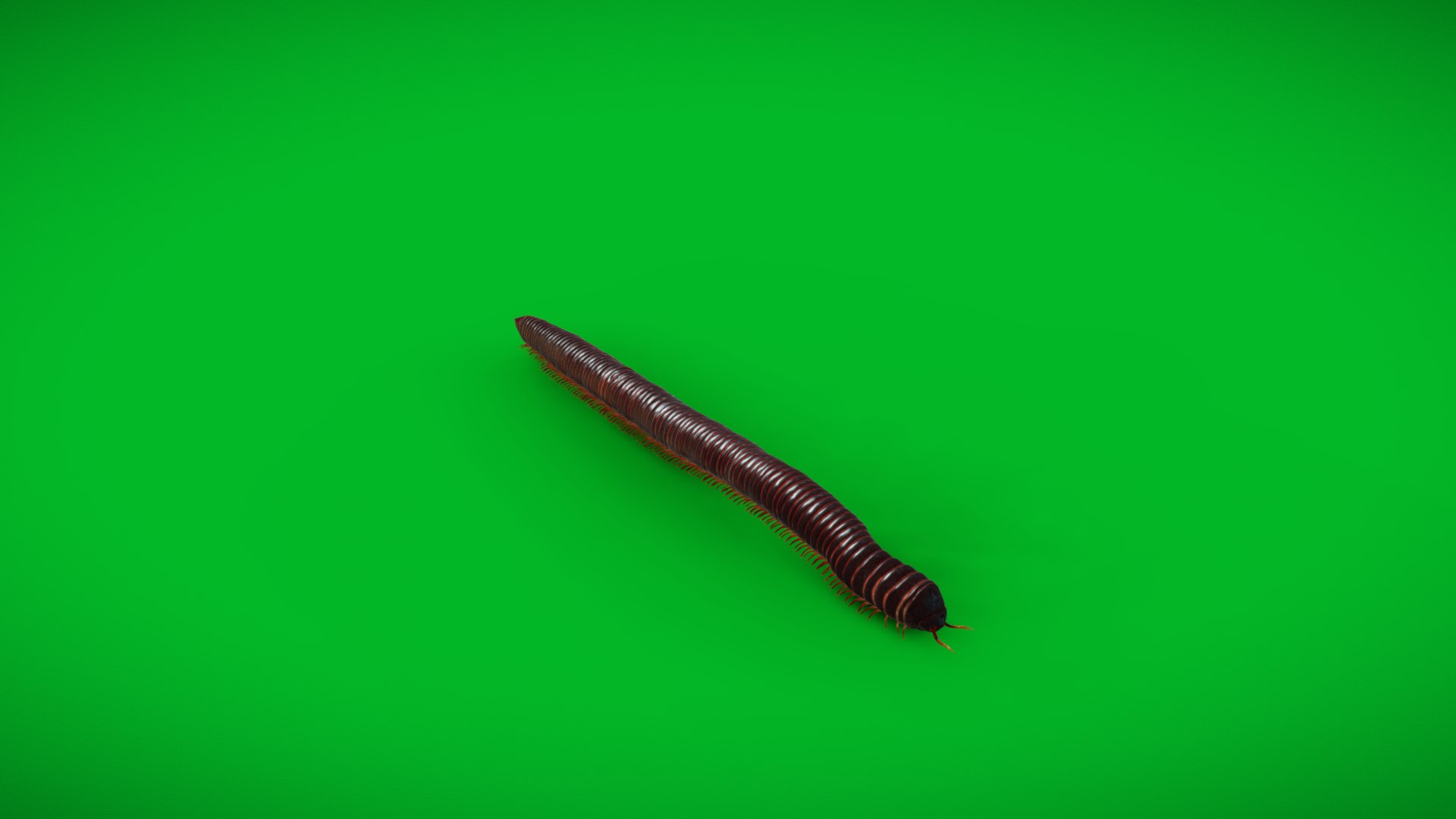 Giant African Millipede model https://p.turbosquid.com/ts-thumb/S9/3IjnfT/ZS/screenshot_20250324_202129/jpg/1742835748/1920x1080/fit_q87/0e334a938852fdeefa82bdcdf0daa098f5205eb3/screenshot_20250324_202129.jpg