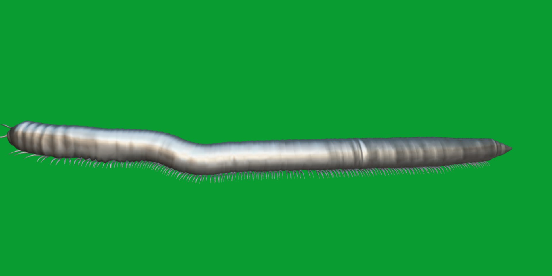 Giant African Millipede model https://p.turbosquid.com/ts-thumb/S9/3IjnfT/gA/giant_african_millipede14/png/1742835756/1920x1080/fit_q87/8f3911f751936326ce895239d613c35d9514b2ec/giant_african_millipede14.jpg