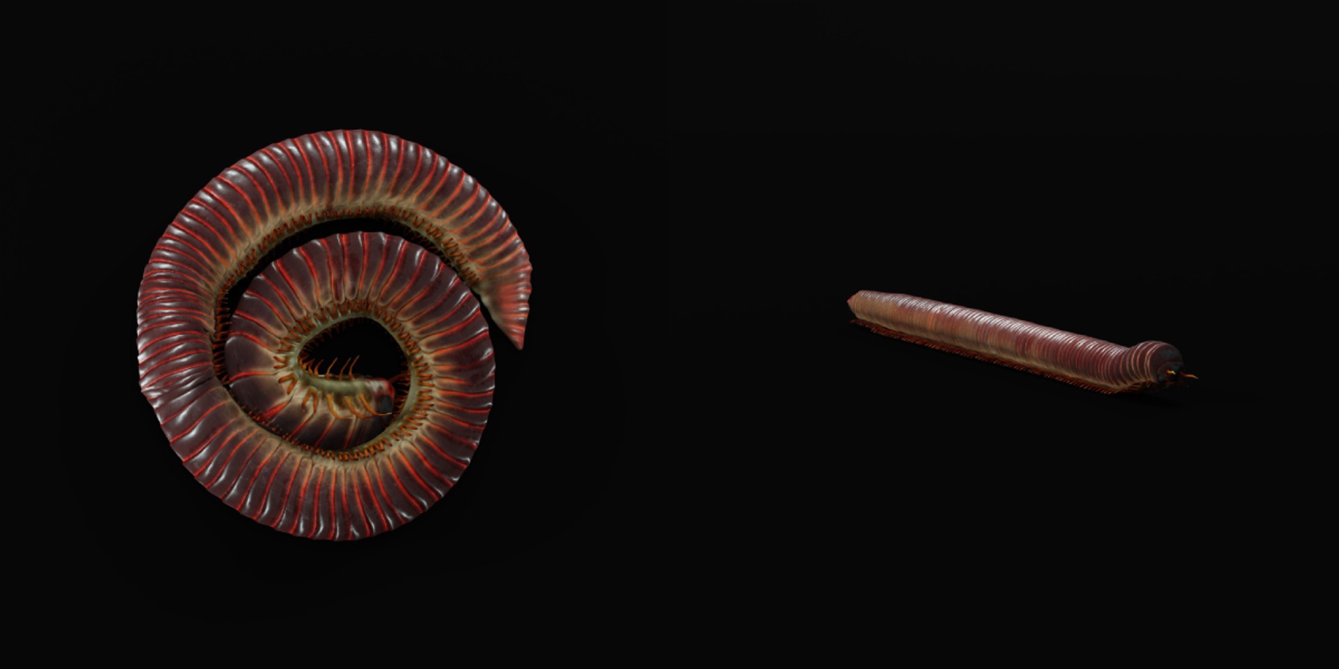 Giant African Millipede model https://p.turbosquid.com/ts-thumb/S9/3IjnfT/gc/giant_african_millipede1/png/1742835747/1920x1080/fit_q87/b1642a933d2c5f351e97a52d108253c09ece990c/giant_african_millipede1.jpg