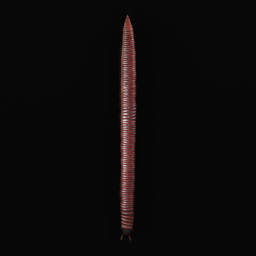 Giant African Millipede model https://p.turbosquid.com/ts-thumb/S9/3IjnfT/j8/giantafricanmillipederigao_0001/jpg/1742835744/1920x1080/fit_q87/b8cf6c8b128e1197c57b1be77612be7d8825b455/giantafricanmillipederigao_0001.jpg