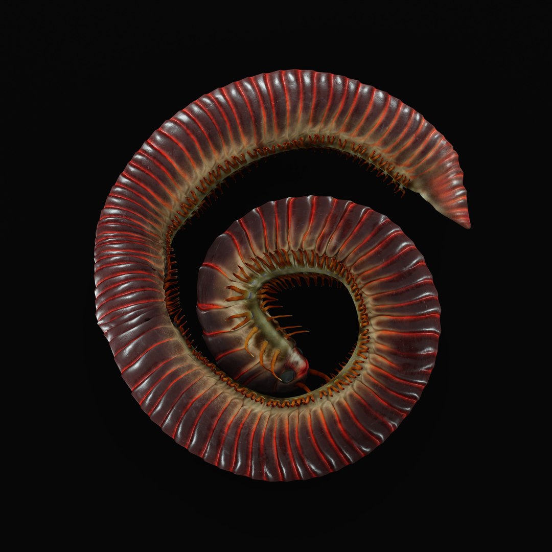 Giant African Millipede model https://p.turbosquid.com/ts-thumb/S9/3IjnfT/kK/giantafricanmillipederigao_0002/jpg/1742835744/1920x1080/fit_q87/792d261d78cdc0c55fdb416fb4a50f069a467ee2/giantafricanmillipederigao_0002.jpg