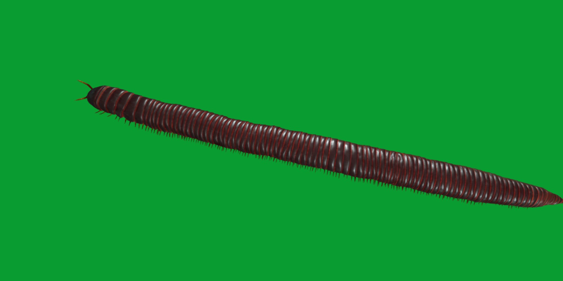 Giant African Millipede model https://p.turbosquid.com/ts-thumb/S9/3IjnfT/oA/giant_african_millipede23/png/1742835761/1920x1080/fit_q87/d2b6cccc89f5ca418cb7a68554507258a13893ff/giant_african_millipede23.jpg