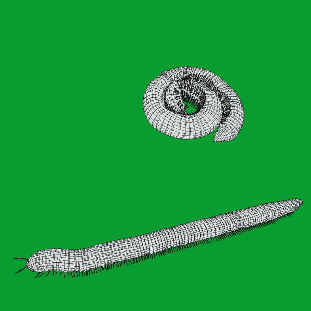 Giant African Millipede model https://p.turbosquid.com/ts-thumb/S9/3IjnfT/ri/wire/png/1742835766/1920x1080/fit_q87/59aa33ae529b2a9633d6f4178a26d9c678de7e86/wire.jpg