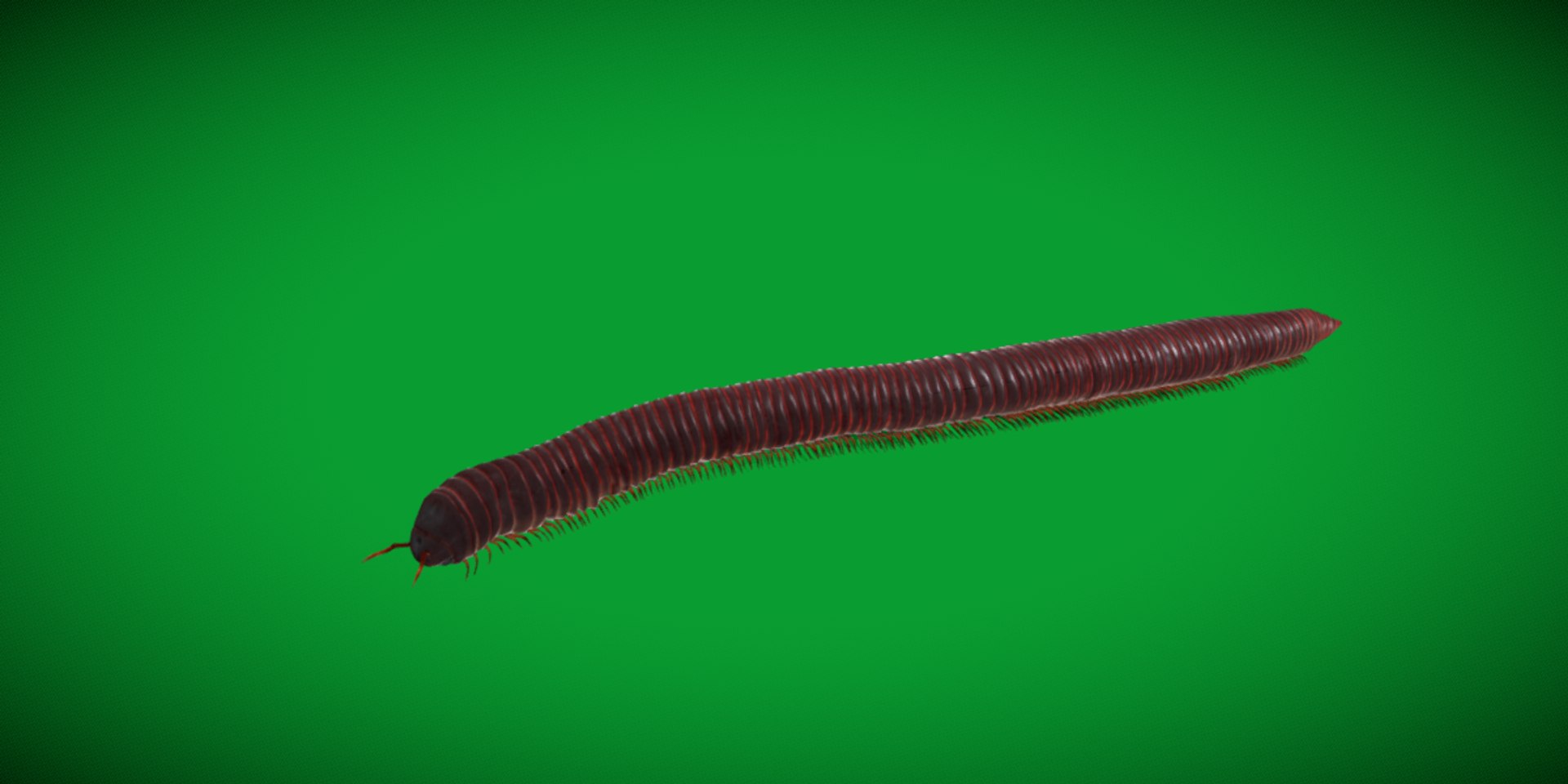 Giant African Millipede model https://p.turbosquid.com/ts-thumb/S9/3IjnfT/sZ/giant_african_millipede5/png/1742835750/1920x1080/fit_q87/7d7b1823c740108fdf62d22c833875c973d0f861/giant_african_millipede5.jpg